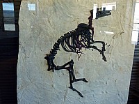 Fosile butte (10).JPG